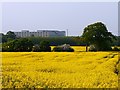 Oilseed rape, a tree and a hospital, Badbury, Swindon