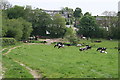 Cattle at Buckland Monachorum