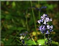 Bluebells, Rea