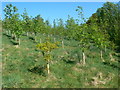 Young woodland, Hiraethog hills