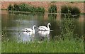 Swans on lake near the Tone