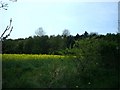 Rape field alongside Bickerstaff  Wood