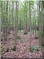 NS7891 : Polmaise woods by Richard Webb