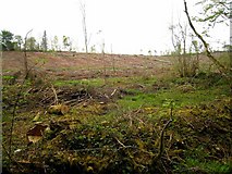 G9404 : Clear-felled forest at Cloonfad by Oliver Dixon