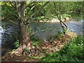 Willows by the River Tone