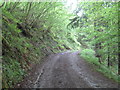 Path below the railway embankment in Draw Wood