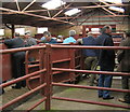 Inside the Cattle selling shed