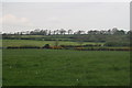 Rolling landscape alongside the A4115 at Mounton Hill