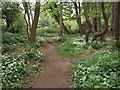 Footpath through the woods near Little Beck