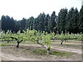 Tattenhall - orchard beside the Eddisbury Way