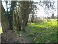 Footpath through Granllyn Pool reserve