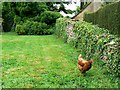 A garden opposite Barnsley House, Barnsley