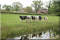 Cows on canal bank.