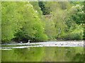 Herons on the River Balvag