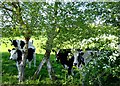 NY2360 : Nosey cows by Simon Huguet