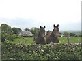 SH5072 : Horses at Garnedd Wen by Eric Jones