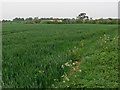 Farmland near Blackwell Lodge