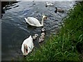 The Kyme Eau, South Kyme