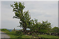 Old tree on the ridge