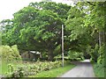 Halleaths Oak Tree