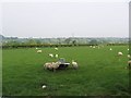 Sheep at Varchoel Lane