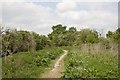 Footpath on West Down, Chilbolton