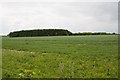 Woodland east of Leckford Dairy