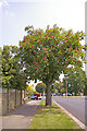 Horse Chestnut tree Merrivale, London N14