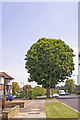 Horse Chestnut tree Merrivale, London N14