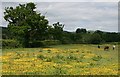 Buttercups in horse pasture