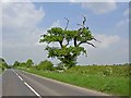 Oak tree on Pocket Handkerchief Lane