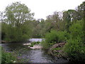 The Ettrick Water where the Mill Lade enters