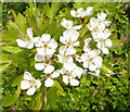 Hawthorn Blossom, Waters