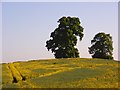 Trees in oil-seed rape, Curridge