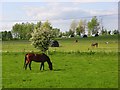 Horses at Kimpton