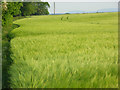 SU5076 : Barley, Bothampstead by Andrew Smith