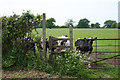 Inquisitive cattle near Cross Lanes Cottage