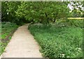 New path across the Aylestone Meadows