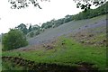 Bluebells on the hillside