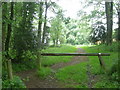 Footpath in Brand Wood