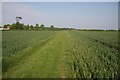 Footpath through wheat