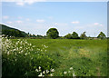 Pasture north of Bulkeley