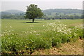 Field at Gold Hill Farm near Eastnor