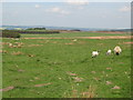 Pastures near Branchend Farm