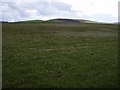 Grassy field near Woodburn