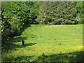 Sunny pasture in Lamorna Valley