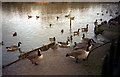 Water birds at Bay Pond, Godstone