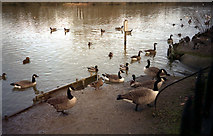 TQ3551 : Water birds at Bay Pond, Godstone by Dr Neil Clifton