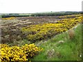 Furze, moorland and plantation north of Cowbog