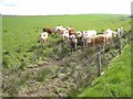 Inquisitive bullocks at Hillock O